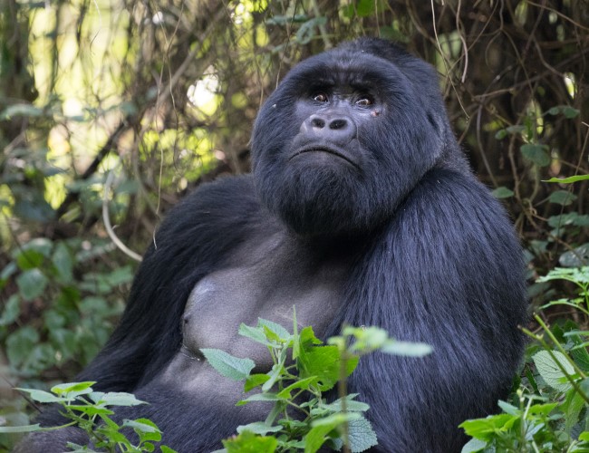 Mgahinga Gorilla National Park